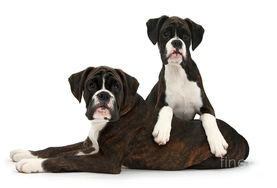 Boxer Pups #1 Photograph by Mark Taylor