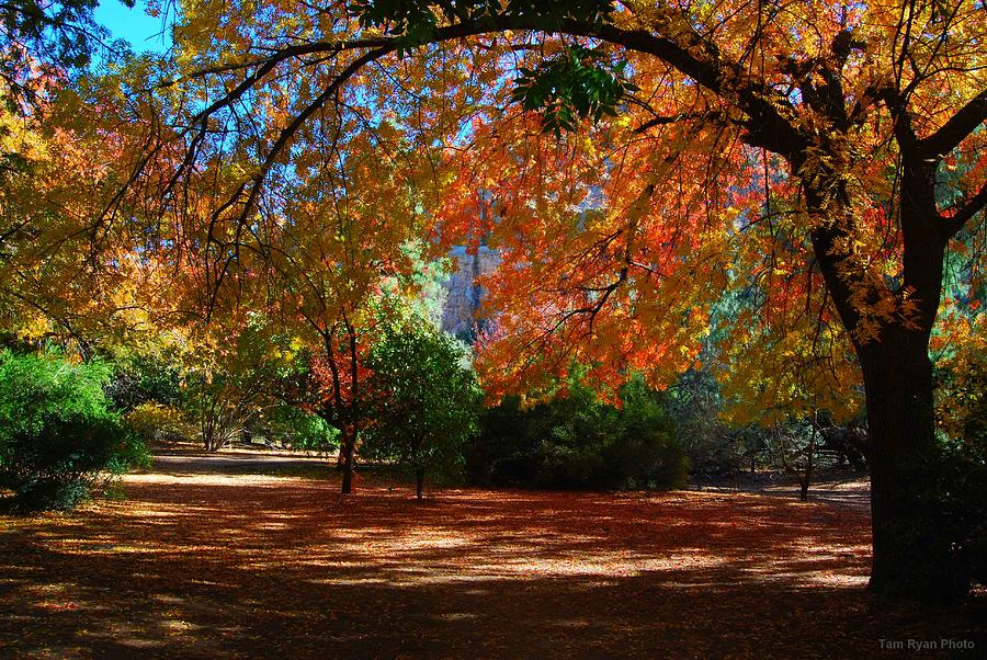 Boyce Thompson Arboretum #1 Photograph by Tam Ryan