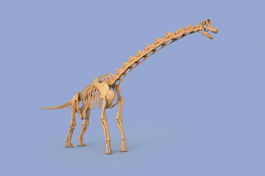 Prehistoric Photograph - Brachiosaurus Skeleton #1 by Roger Harris/science Photo Library