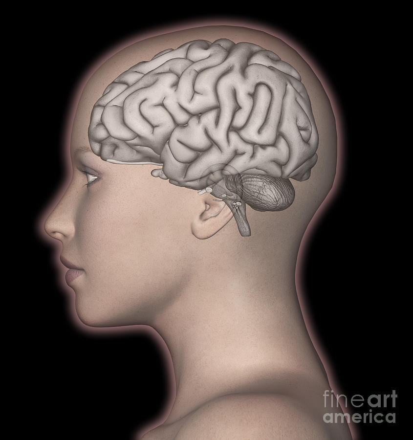Brain And Womans Head #1 Photograph by Scott Camazine