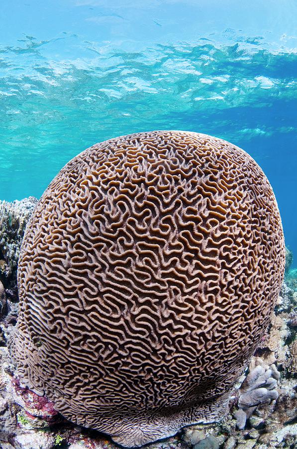 Brain Coral Photograph By Scubazooscience Photo Library Pixels