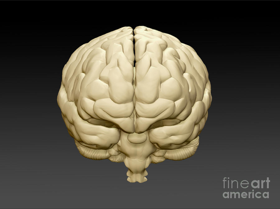 Видите третьего альпиниста старость мозга. Brain Front. Brain Front view.