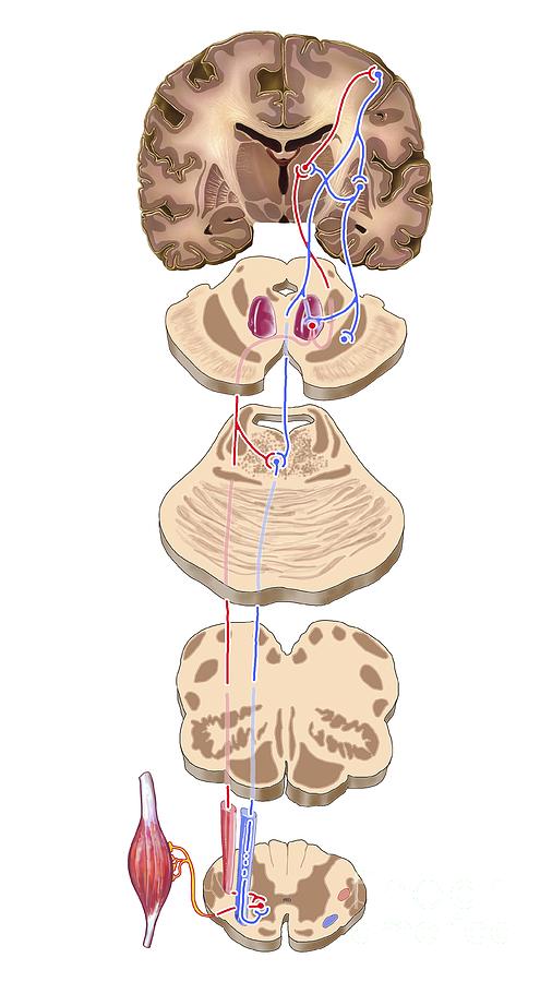 Brain Motor Cortex Pathways, Artwork #1 Photograph by Bo Veisland - Pixels