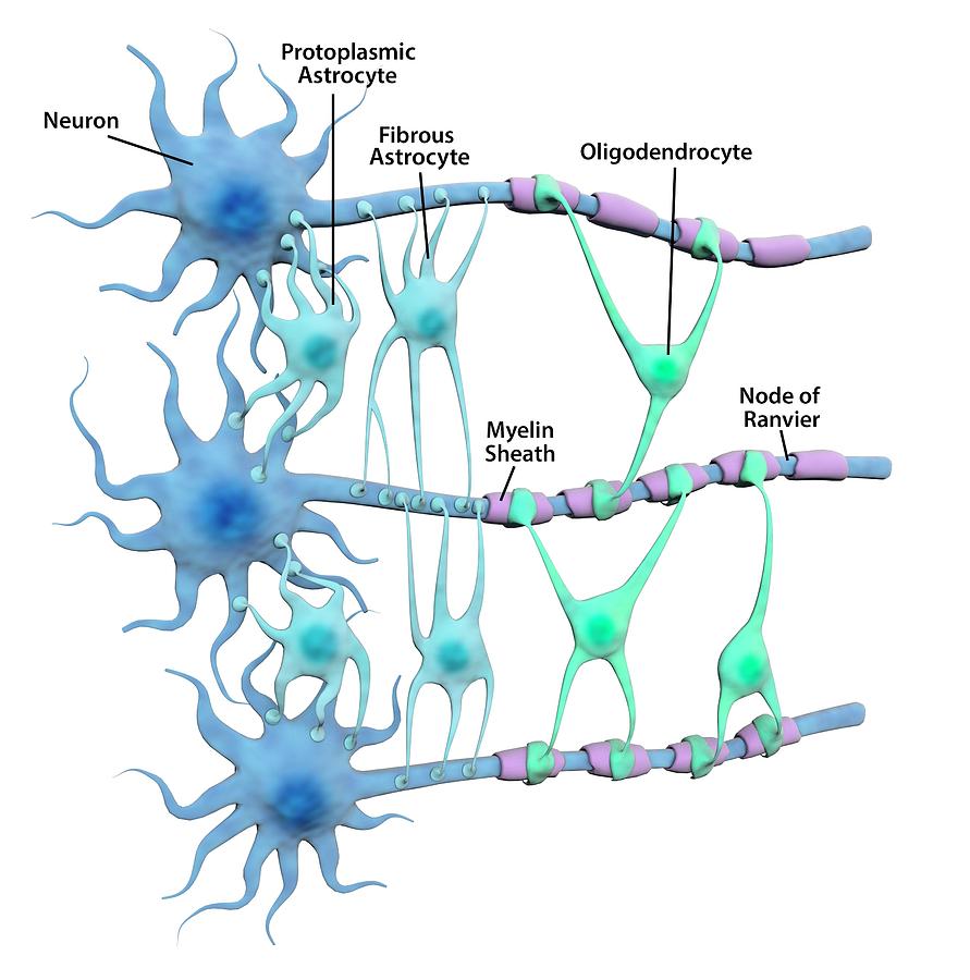 Brain Neurons And Neuroglia #1 Photograph by Gunilla Elam/science Photo Library