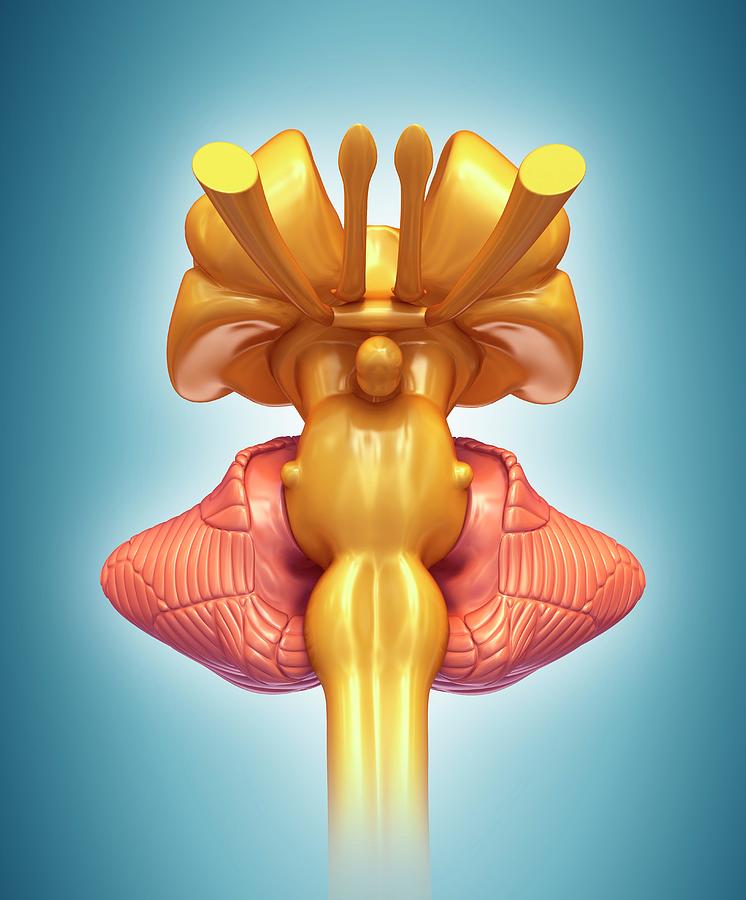 Bridge Brain Structure Brain Structures #1 by Science Photo Library