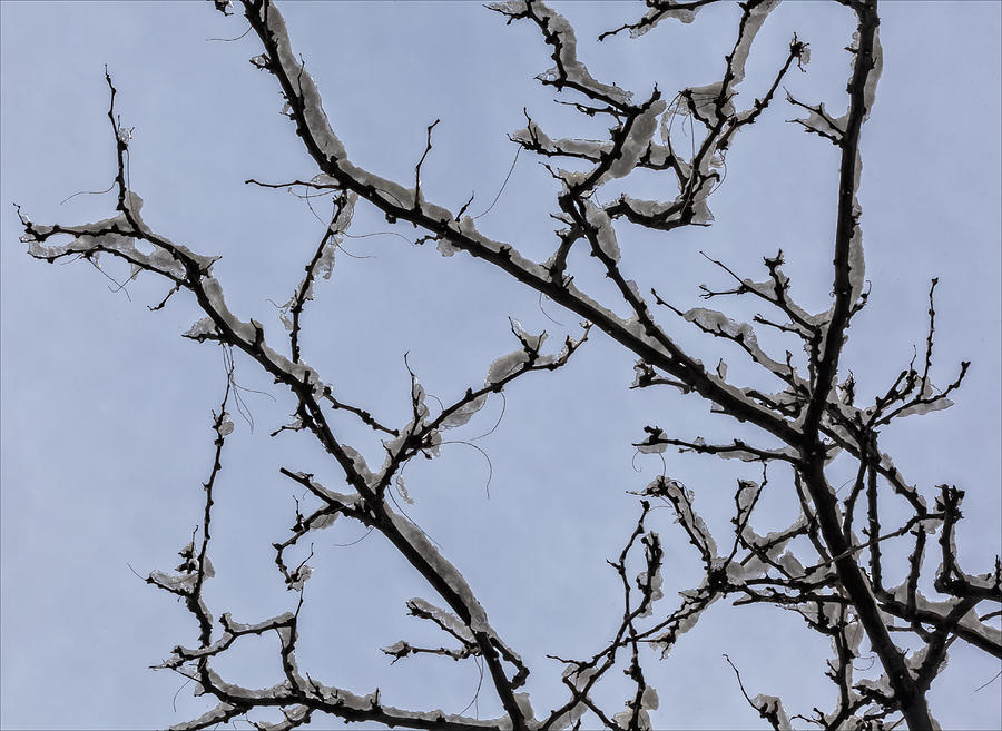 Winter Photograph - Branches Snow and Ice #1 by Robert Ullmann