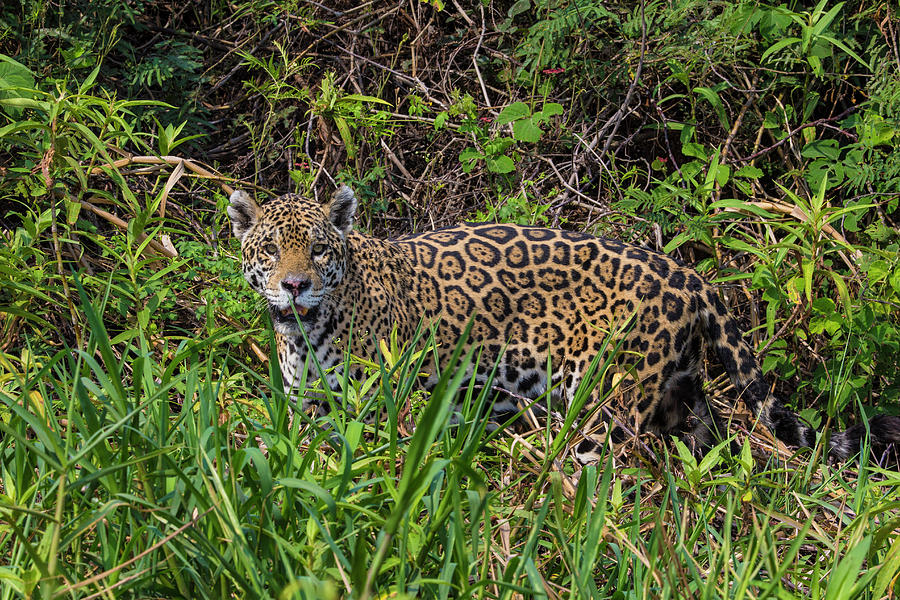 Apex Photograph - Brazil A Jaguar (panthera Onca #1 by Ralph H. Bendjebar