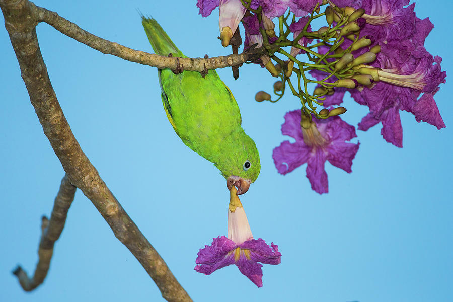 Brazil A Yellow-chevroned Parakeet #1 Photograph by Ralph H. Bendjebar ...