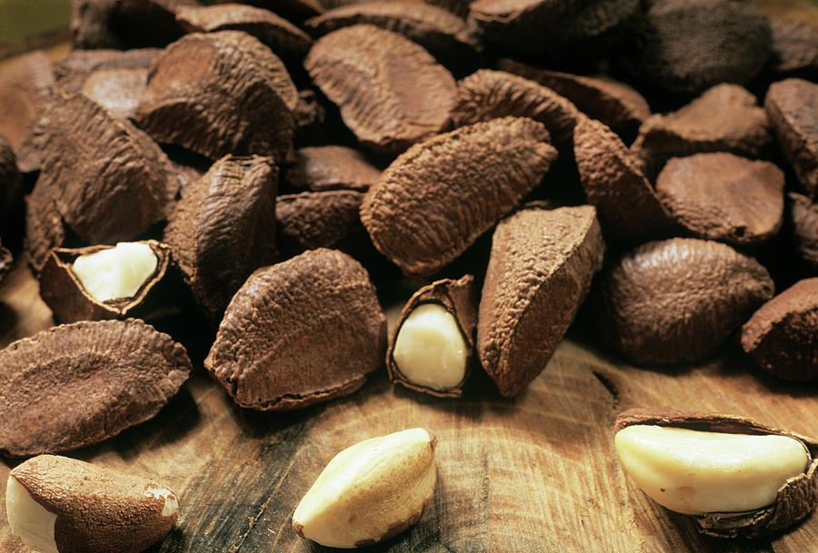 Brazil Nuts #1 Photograph by Steve Taylor/science Photo Library