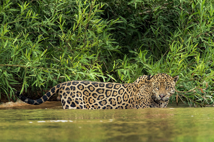 Brazil, Pantanal Photograph by Jaynes Gallery - Pixels