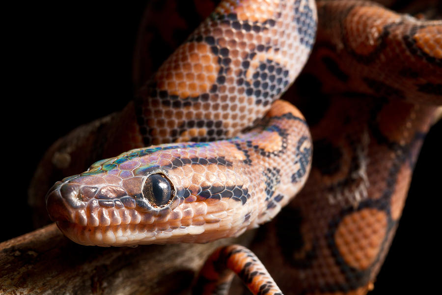 rainbow boa