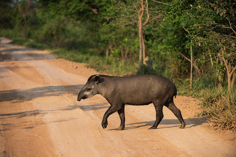 Brazil Photograph - Brazilian Tapir (tapirus Terrestris #1 by Pete Oxford