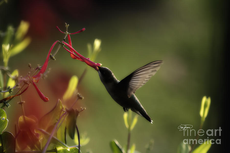 Hummingbird Photograph - Breakfast in Suwanee #1 by Cris Hayes