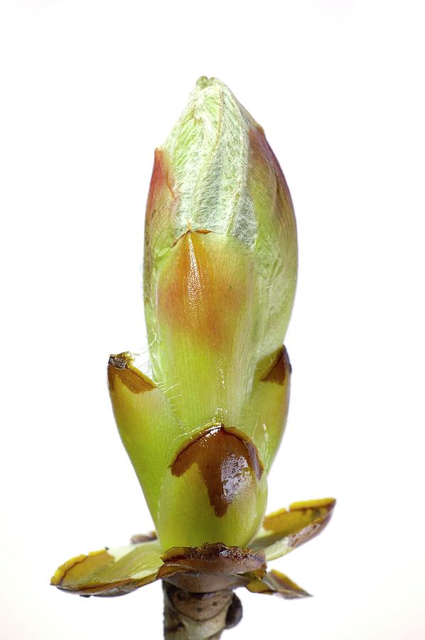 Breaking Bud Of Aesculus Hippocastanum #1 Photograph by Dr Jeremy Burgess