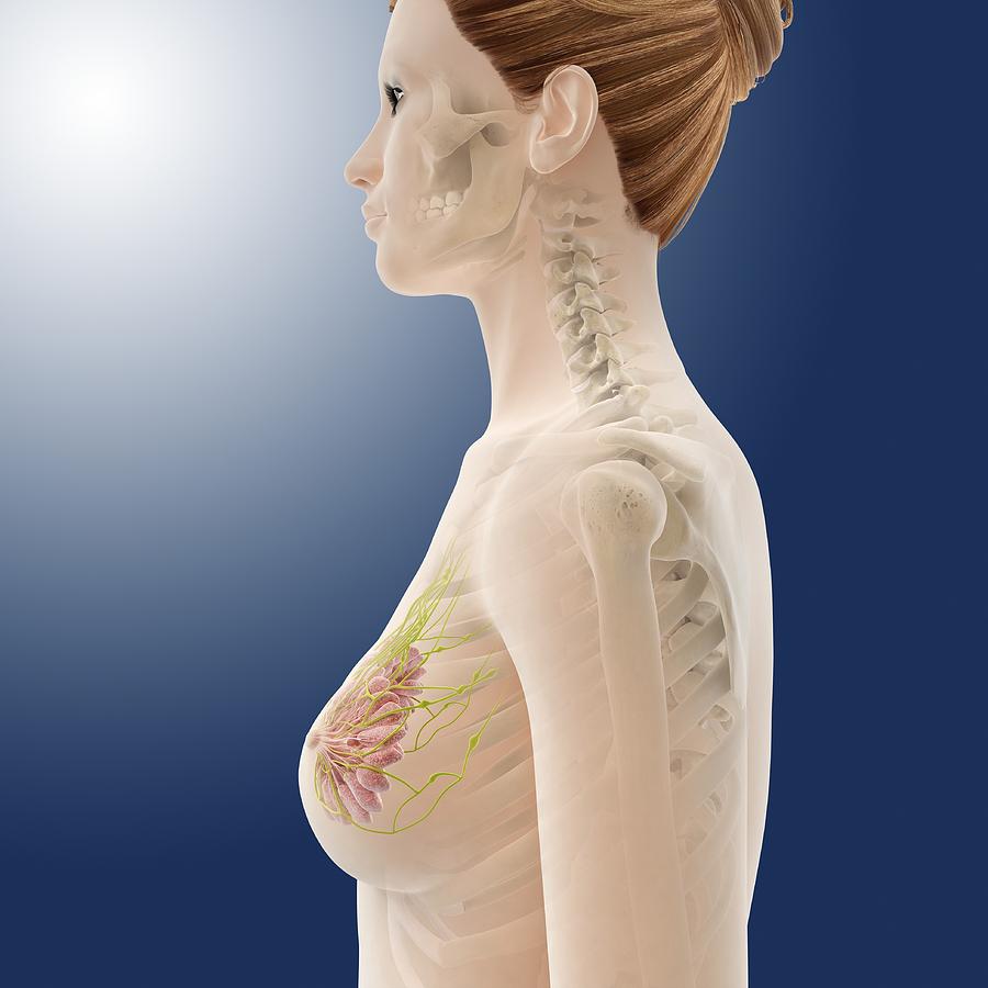 Breast, Labeled Illustration - Stock Image - C050/4477 - Science Photo  Library