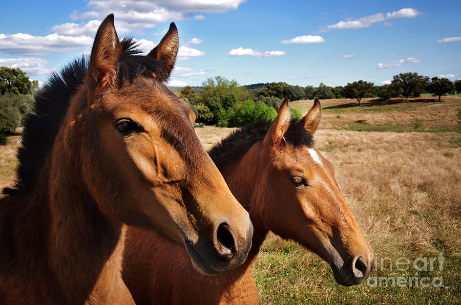 Animal Photograph - Breed Of Horses #1 by Carlos Caetano