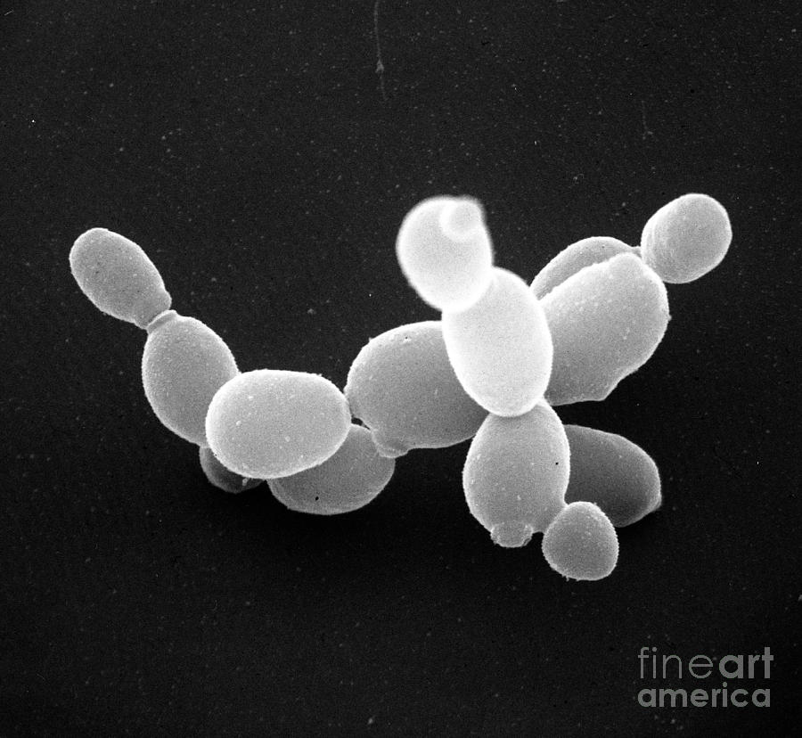 Brewers Yeast #1 Photograph by David M. Phillips