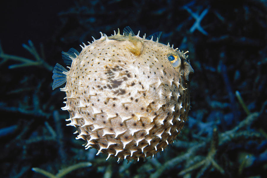 Wildlife Photograph - Bridled Burrfish Chilomycterus #1 by Andrew J. Martinez