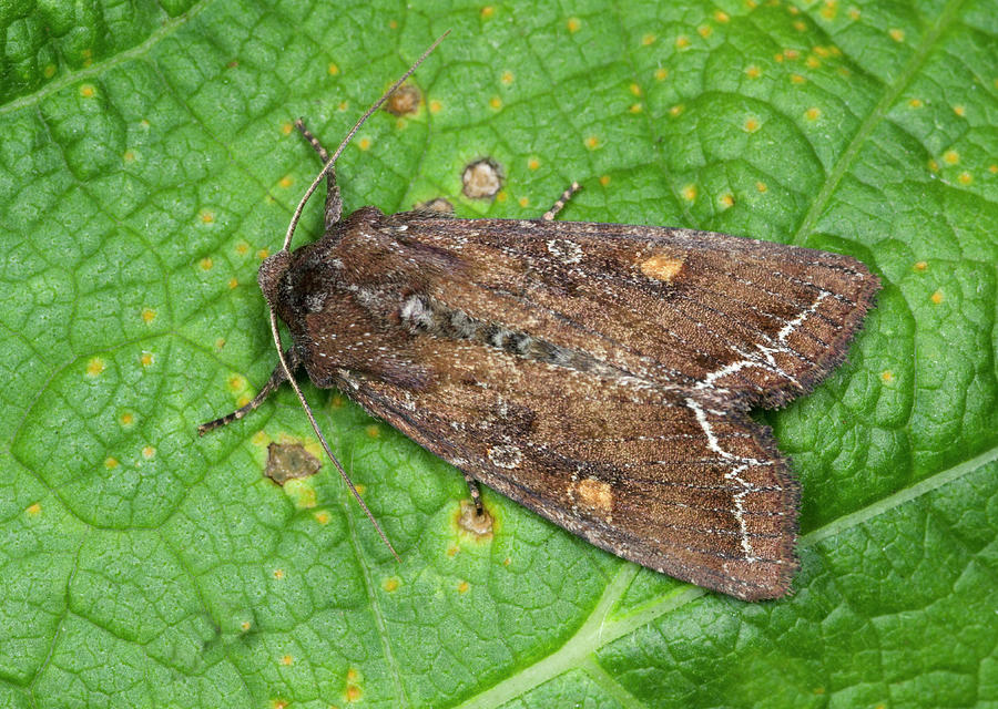 Bright-line Brown-eye Moth #1 Photograph by Nigel Downer