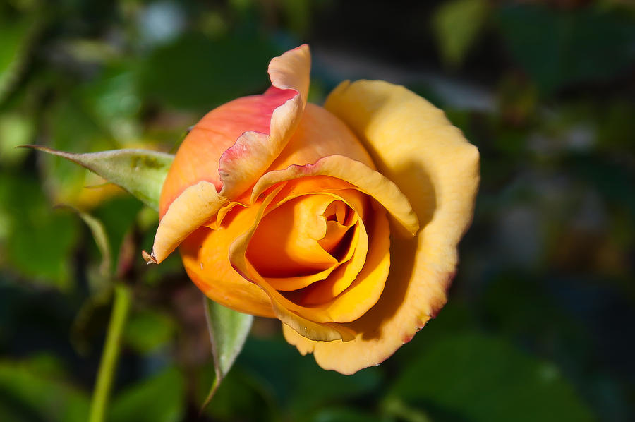 Flowers Still Life Photograph - Bright Orange Blend Rose #1 by Carlos V Bidart