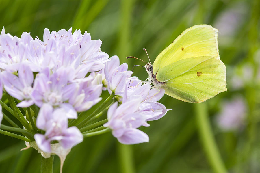 Brimstone butterfly on a Flower Photograph by Chris Smith