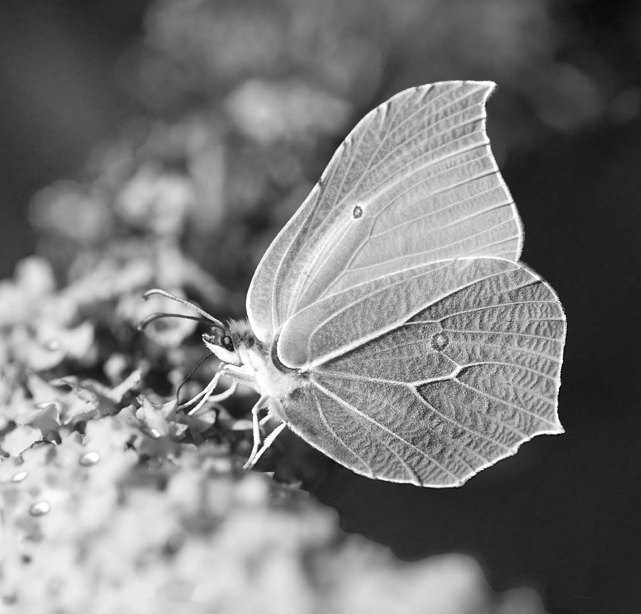 Brimstone Butterfly Photograph by Steven Poulton