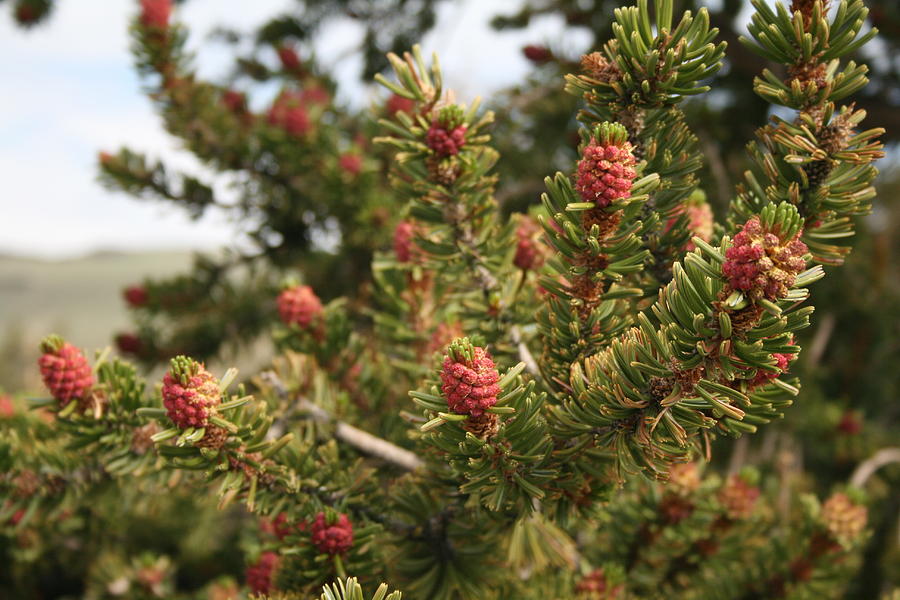 Bristlecone Pine #1 Photograph by Douglas Miller