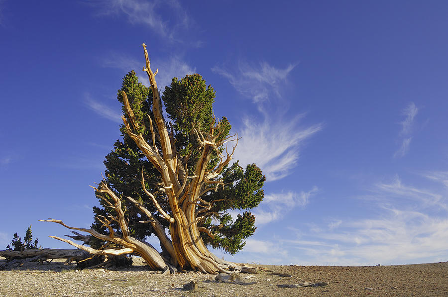 Bristlecone pine tree (Pinus longaeva) #1 Photograph by Martin Ruegner
