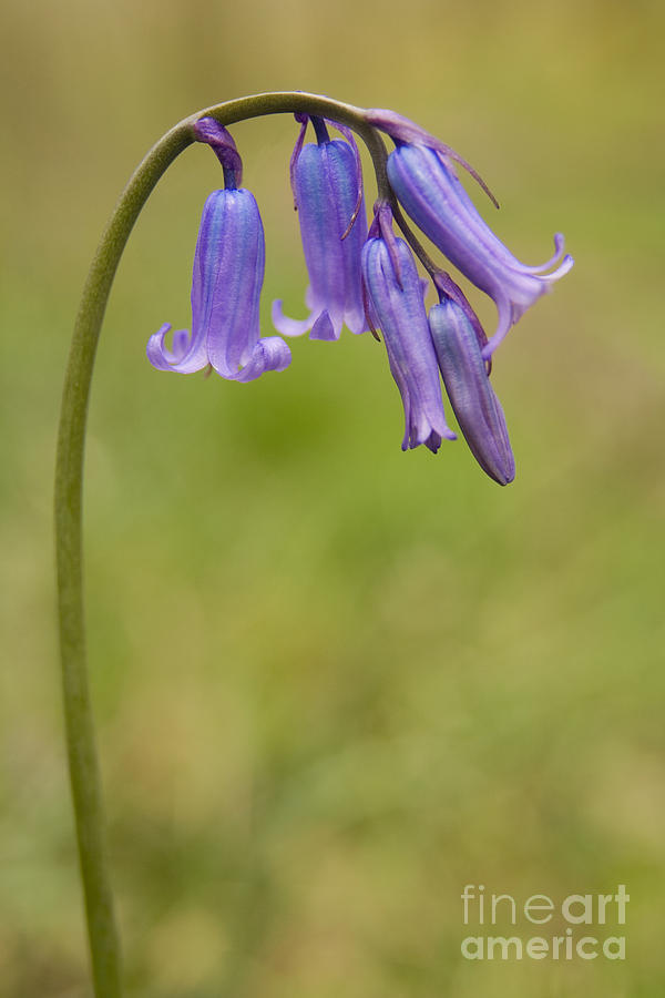 British Bluebell Hyacinthoides non scripta #1 Photograph by Liz Leyden