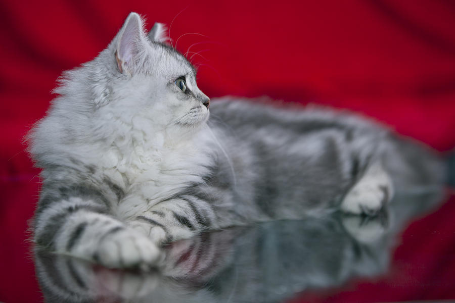 Up Movie Photograph - British Longhair Kitten #2 by Melanie Viola