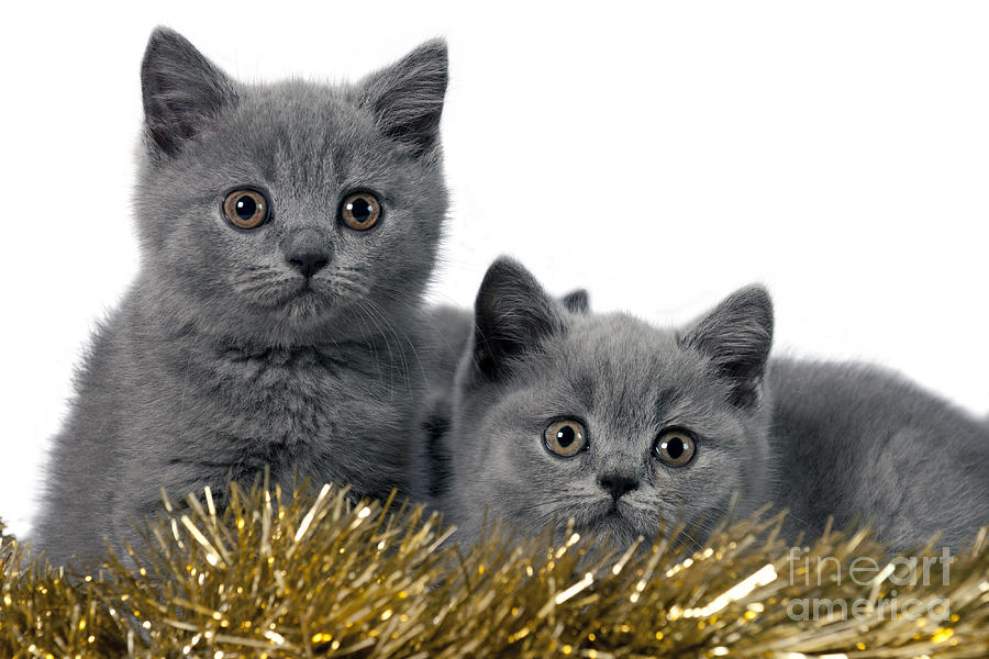 British Shorthair kittens #1 Photograph by Borislav Stefanov