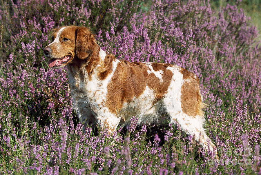 Brittany Spaniel Or Epagneul Breton Photograph By John Daniels