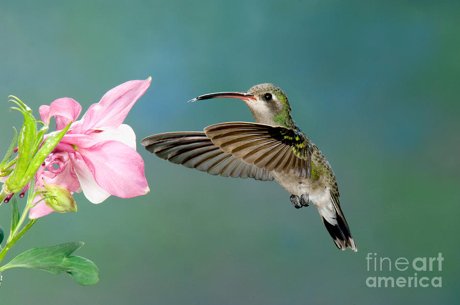 Broad-billed Hummingbird At Flower #1 Photograph by Anthony Mercieca
