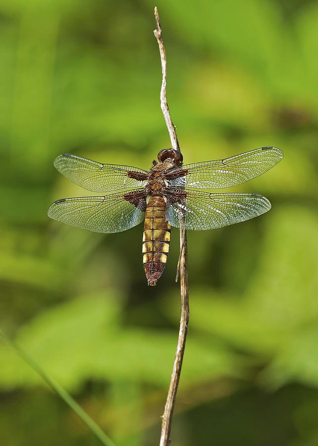 Broad Bodied Chaser #1 Photograph by Paul Scoullar
