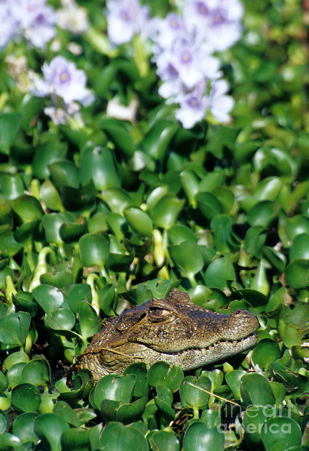 Broad-snouted Caiman #1 Photograph by William H. Mullins
