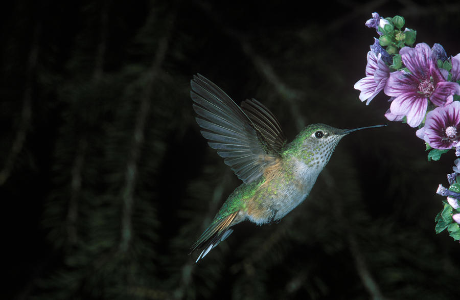 Broad-tailed Hummingbird #1 Photograph by Gerald C. Kelley