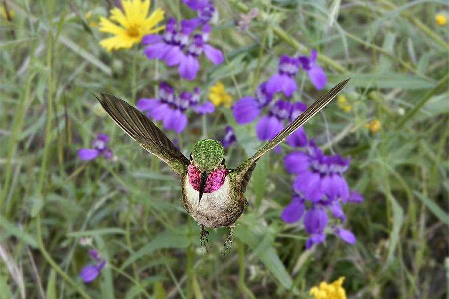 Broad-Tailed Hummingbird #1 Photograph by Gregory Scott