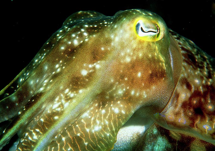 Broadclub Cuttlefish #1 by Science Photo Library