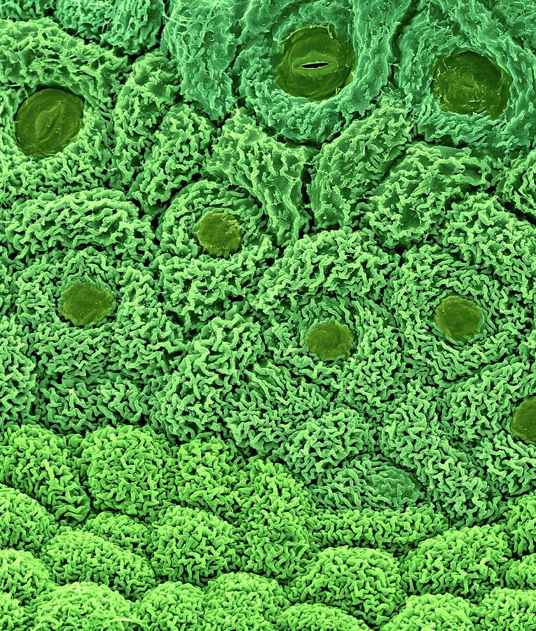 Broccoli Differentiating Apical Meristem #1 Photograph by Dennis Kunkel Microscopy/science Photo Library