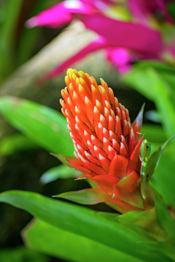 Bromeliad, Flower, Honolulu, Oahu Photograph by Douglas Peebles - Fine ...