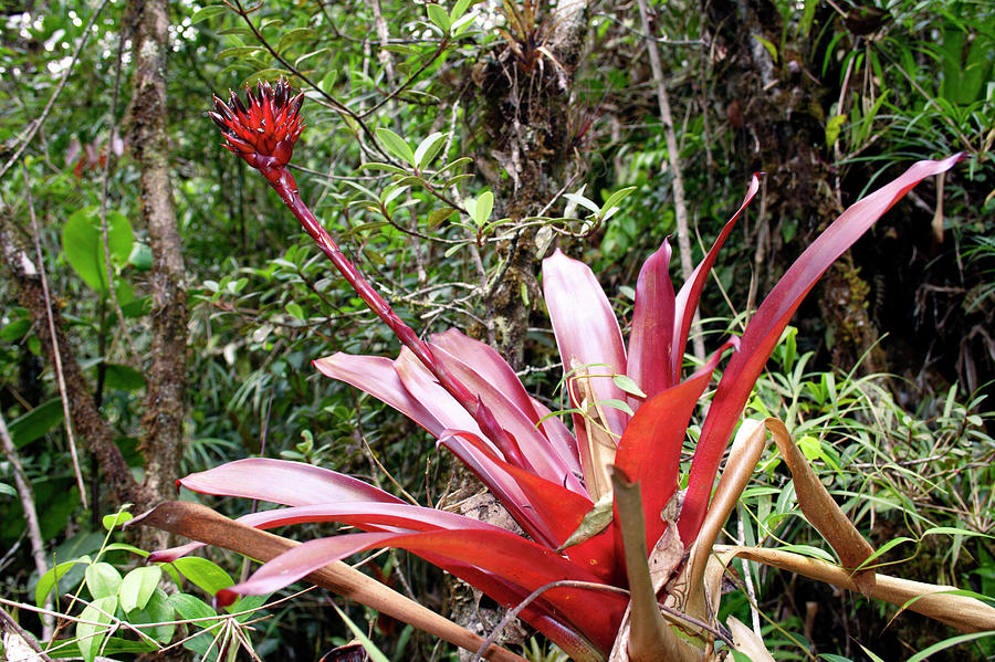 Nature Photograph - Bromeliad Plant #1 by Dr Morley Read/science Photo Library