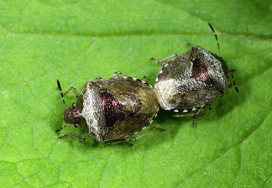 Insects Photograph - Bronze Shieldbugs Mating #1 by Nigel Downer
