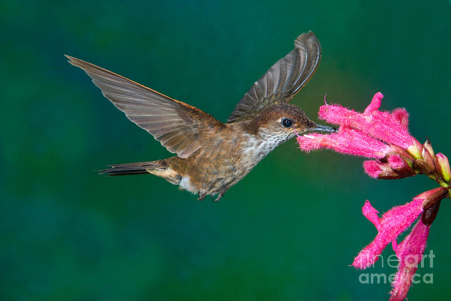 Bronzy Inca Hummingbird #1 Photograph by Anthony Mercieca
