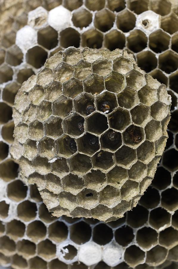 Queen Photograph - Brood cells in a nest of the German wasp #1 by Science Photo Library