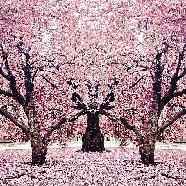 Brooklyn Bodhi Blossoms #1 Photograph by Natasha Marco