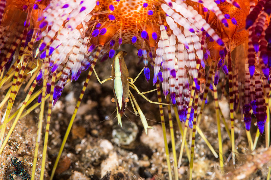 Brooks Urchin Shrimp #1 Photograph by Andrew J. Martinez