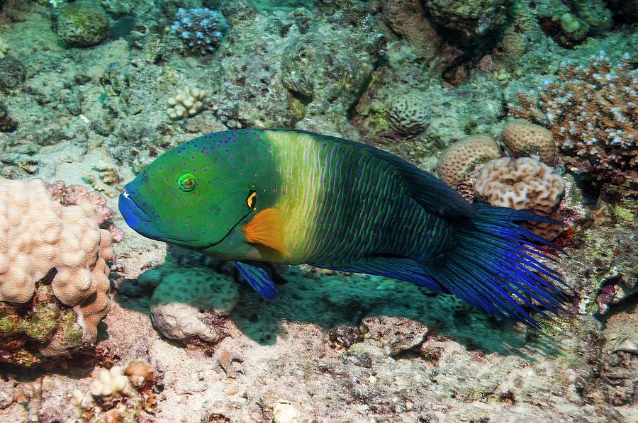 Broomtail Wrasse Photograph by Georgette Douwma - Fine Art America