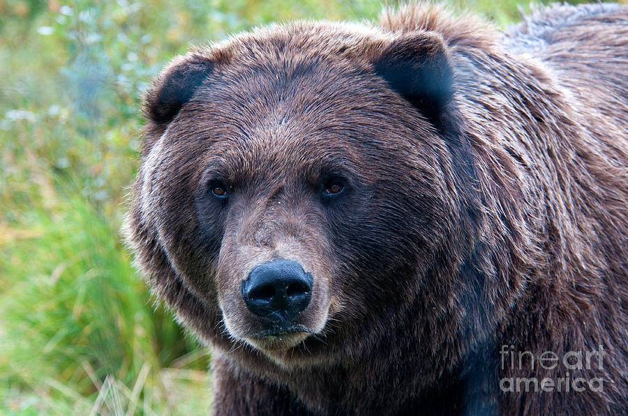 Brown Bear, Alaska #1 Photograph by Mark Newman