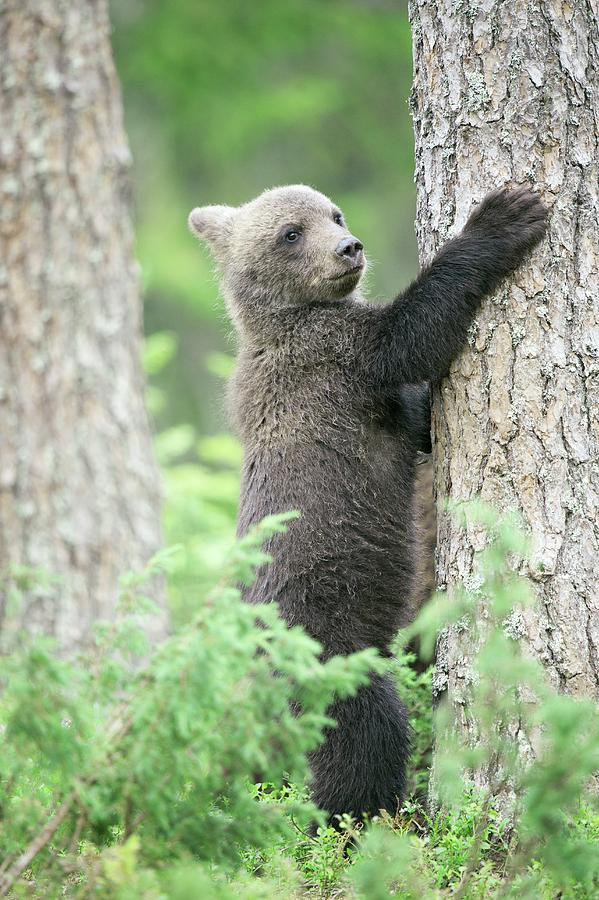 Brown Bear Cub Climbing A Tree Photograph By Dr P. Marazzi/science ...