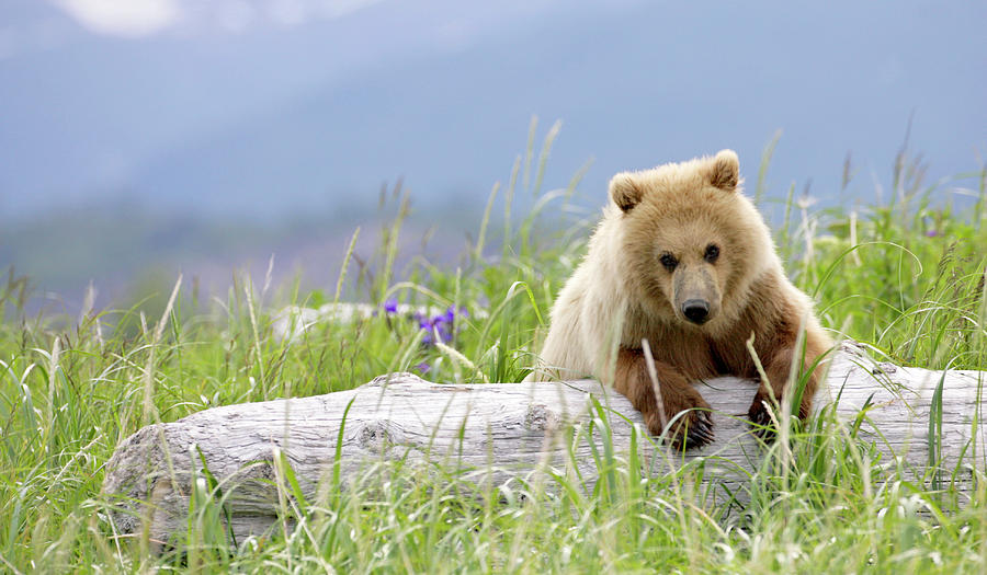 Katmai National Park Photograph - Brown Bear Cub #1 by Manuel Presti/science Photo Library